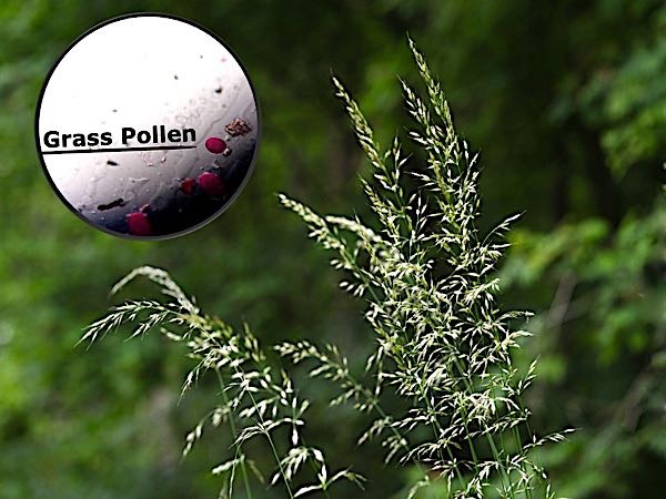 It's Raining, Pouring: Local Pollen Count Soaring | Asthma Center